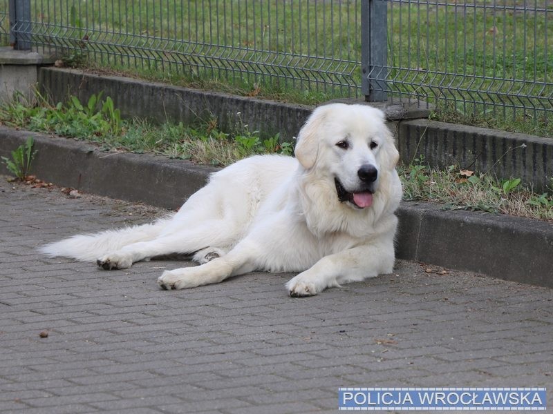 Policjanci najpierw odzyskali psa, a później auto