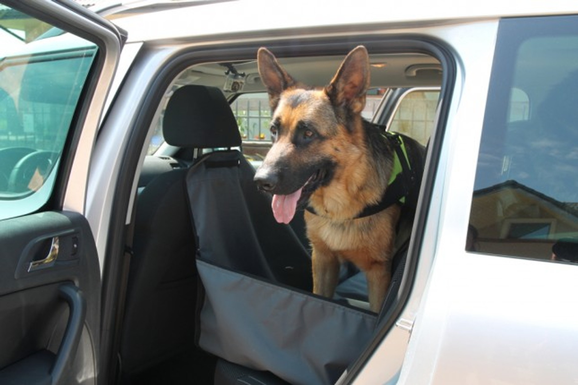 Pies w samochodzie
