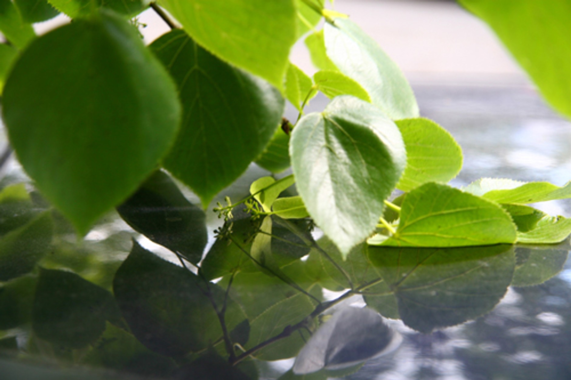 Usun ptasie kupy z lakieru! Zanim zeżrą lakier