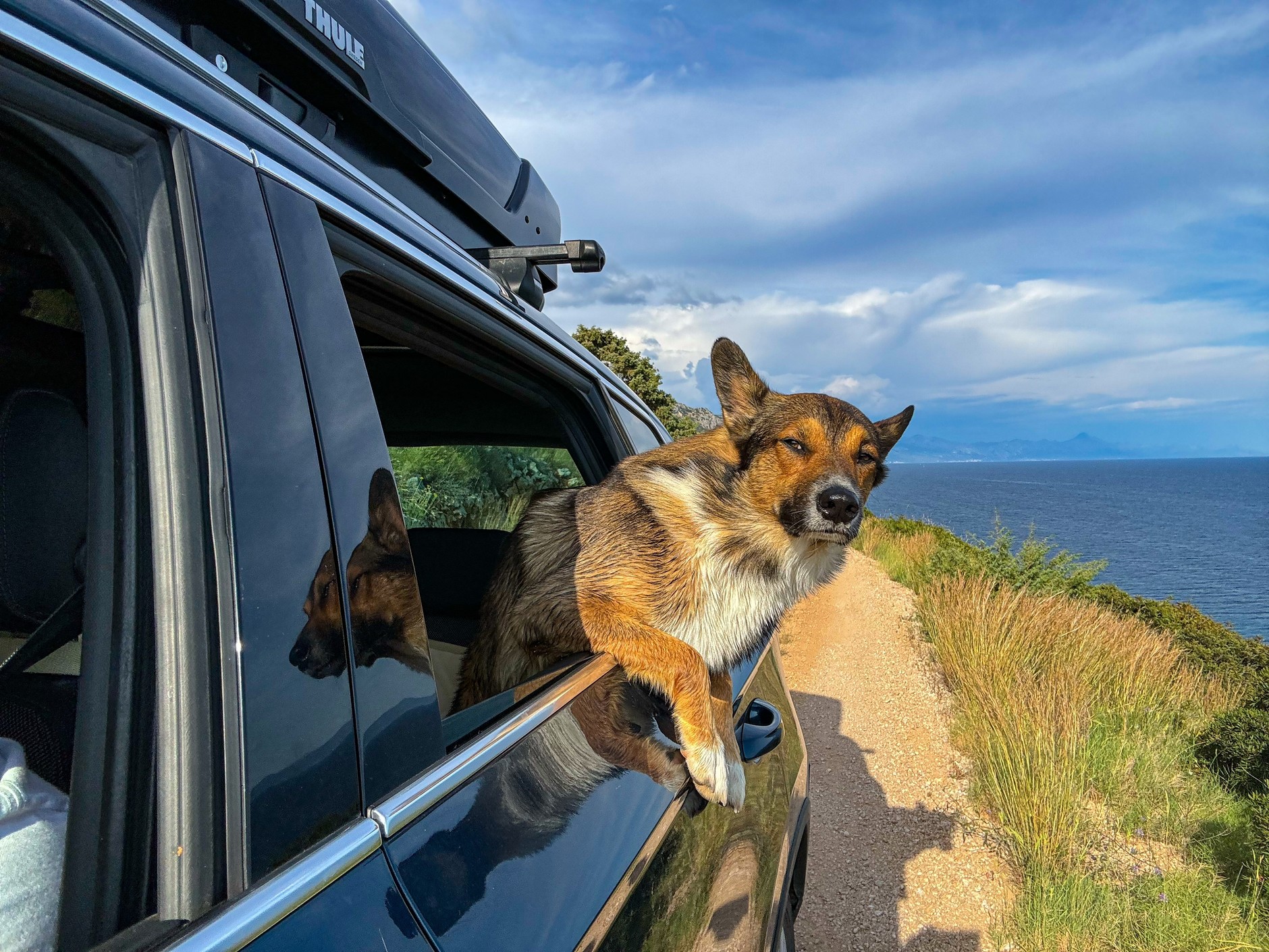 Wiele psów uwielbia podróże, ale o przygotowania do wyjazdu muszą zadbać właściciele.