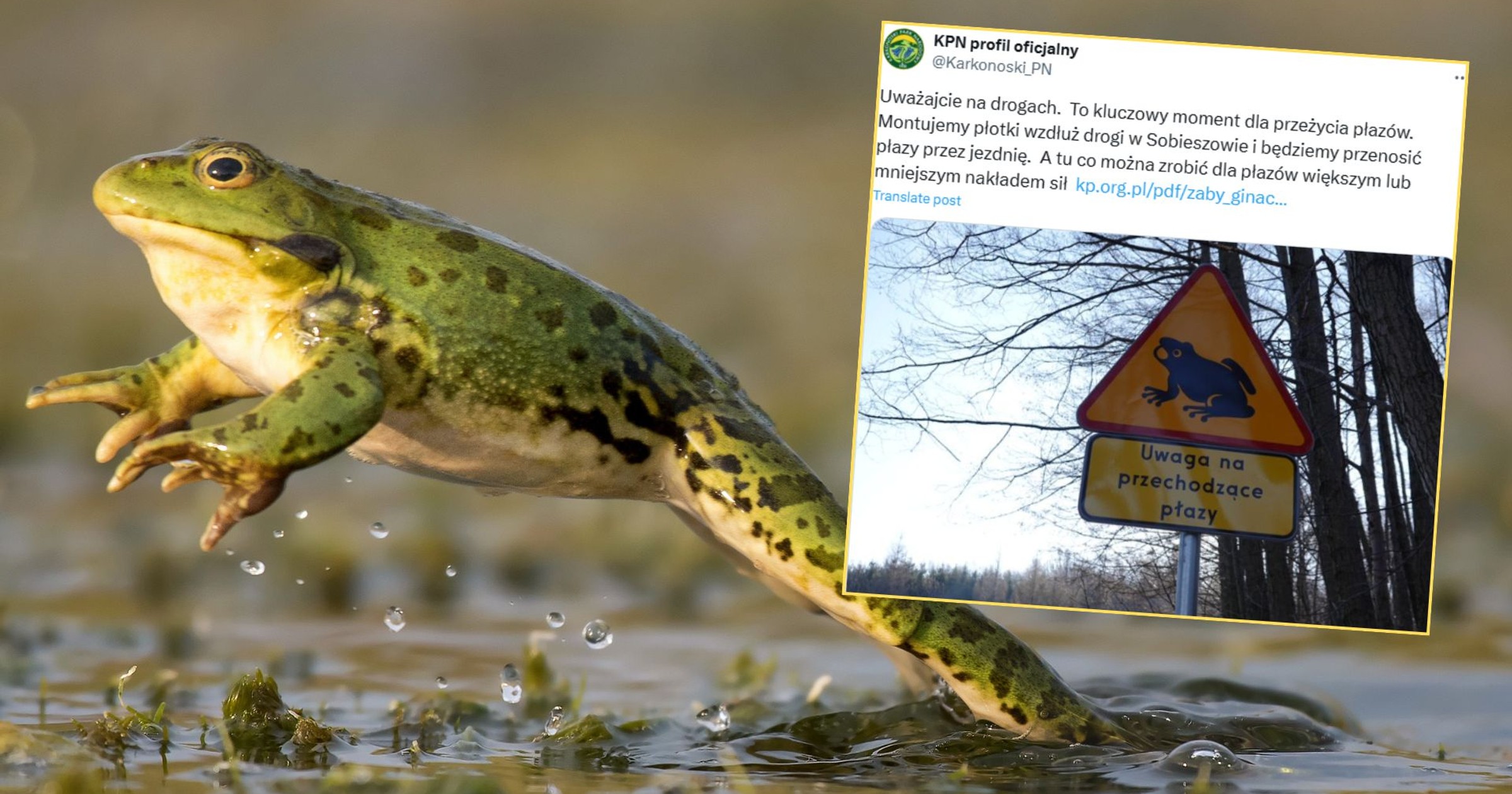 Znak z żabą na polskich drogach. Chroni zwierzęta przed śmiercią (Screen: X/Karkonoski_PN)