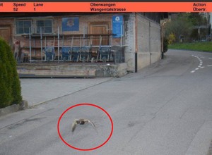 Kaczka „ustrzelona” przez fotoradar