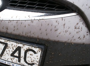 Owady na masce, szybie, lampach. Jak to zmyć?