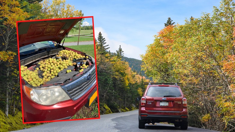 Kobieta znalazła pod maską swojego samochodu 558 orzechów, które schowała tam wiewiórka (screen: kathleen.laforce.9/Facebook)