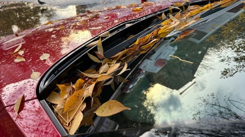 Liście na samochodzie