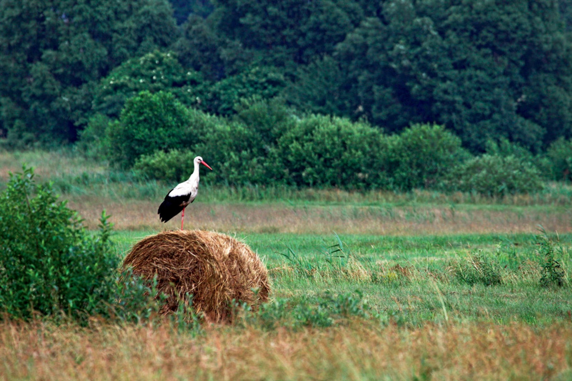 Pojezierze Łęczyńsko-Włodawskie: poznaj uroki Polesia
