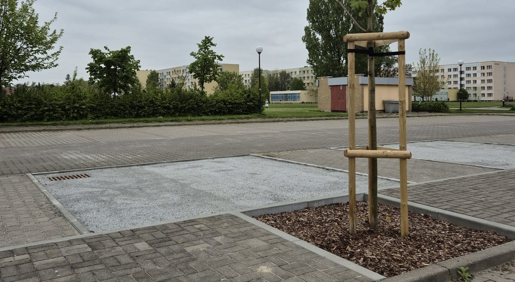 Drzewa na parkingu - wynalazek z SGGW