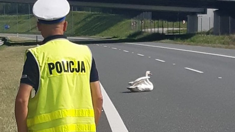 Ranny łabędź na A4 - interwencja policji