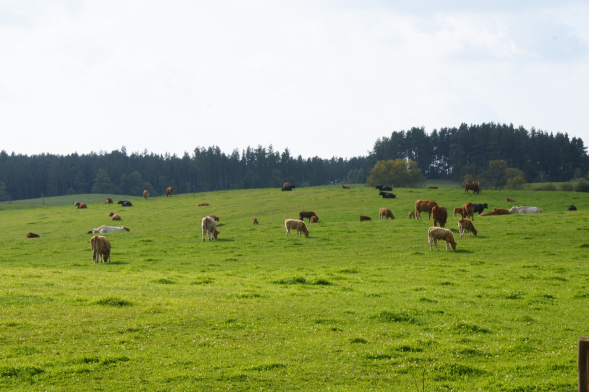 68. Rajd Polski: Kajetanowicz oprotestowany, wyniki wstrzymane (+ FOTOGALERIA)