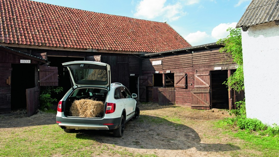 Galop na łące, kłus leśnymi przecinkami