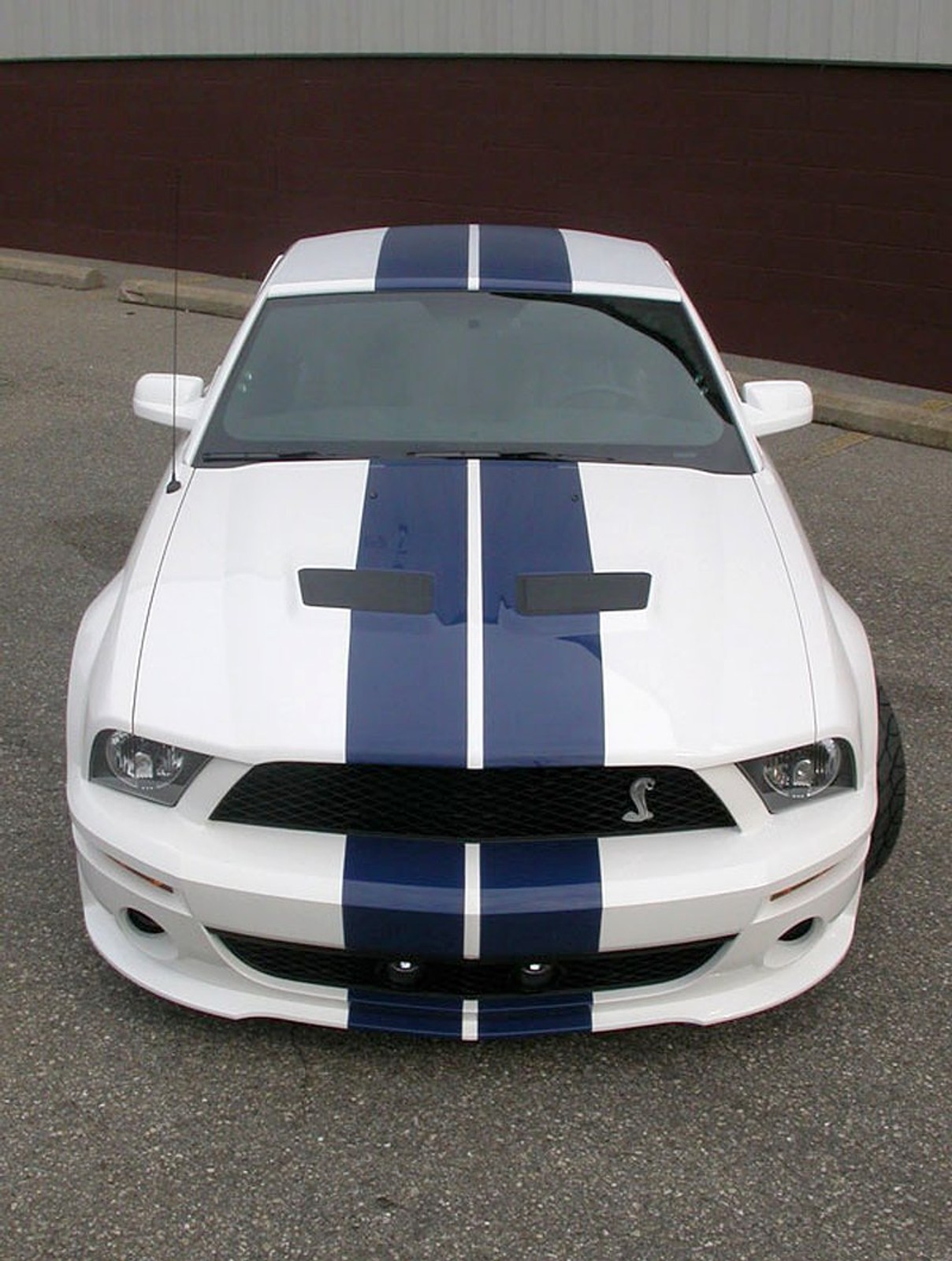 StangNet Mustang GT500: wściekła zebra