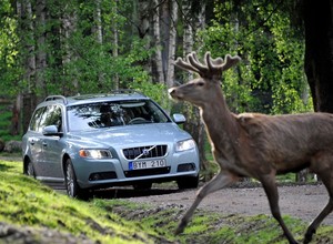 Samochody Volvo będą wykrywać zwierzęta