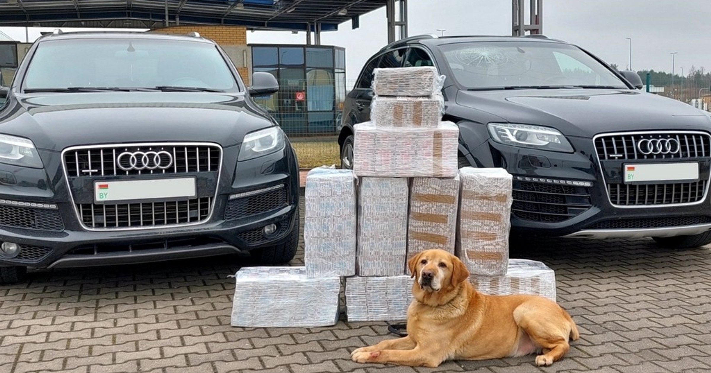 Pies celników wykrył przemycane papierosy
