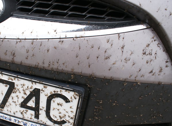 Owady na masce, szybie, lampach. Jak to zmyć?