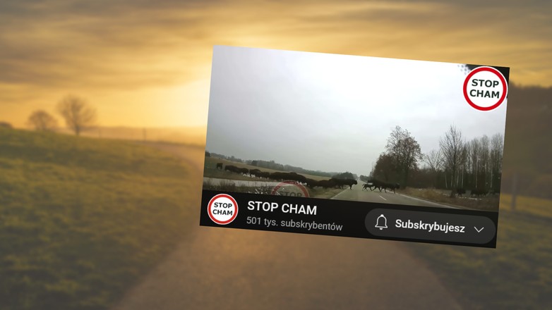 Żubry wbiegły na drogę (fot. screen z YouTube/STOP CHAM)