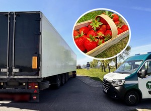 Przywieźli truskawki do Polski. Inspektorzy ITD dali im 11 mandatów i zabrali prawo jazdy