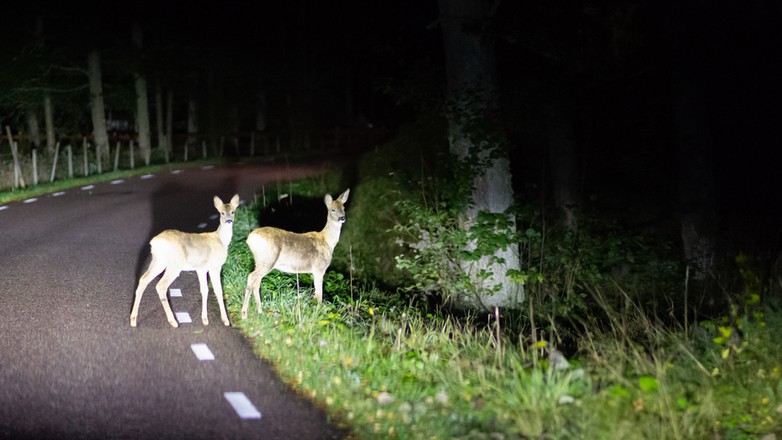 Dzikie zwierzęta na drodze