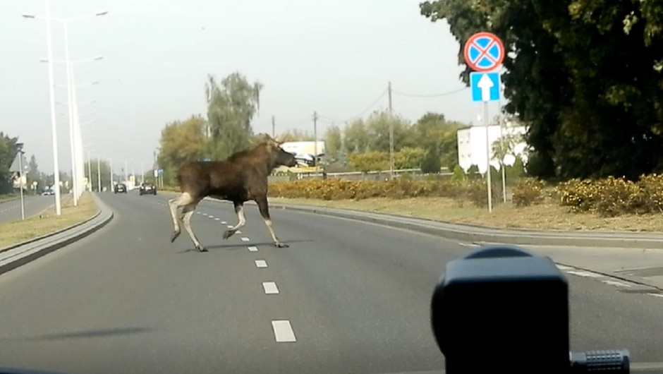 Łoś na drodze