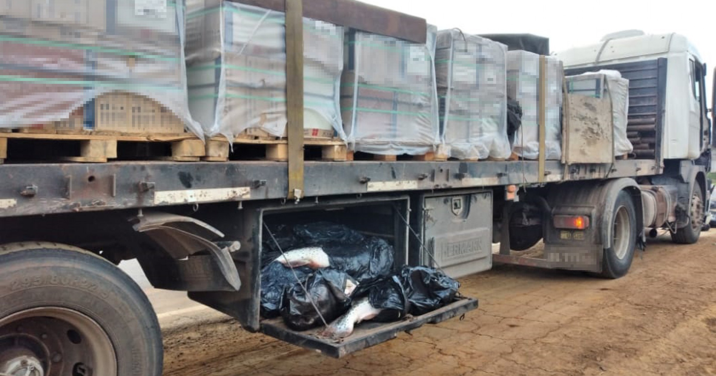 secuestran 99 pescados que eran transportados en un camion 5