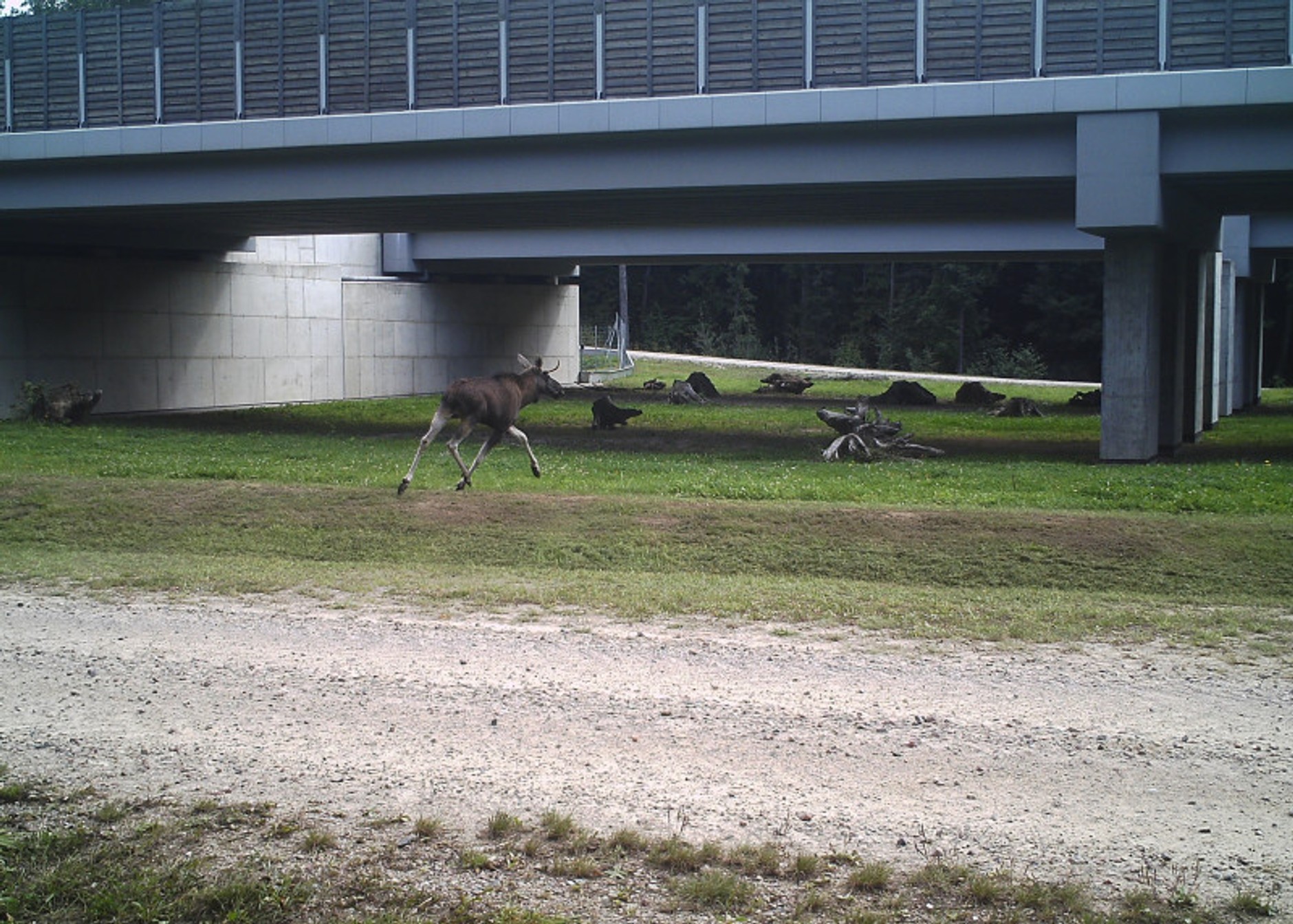 Dolne przejście dla zwierząt