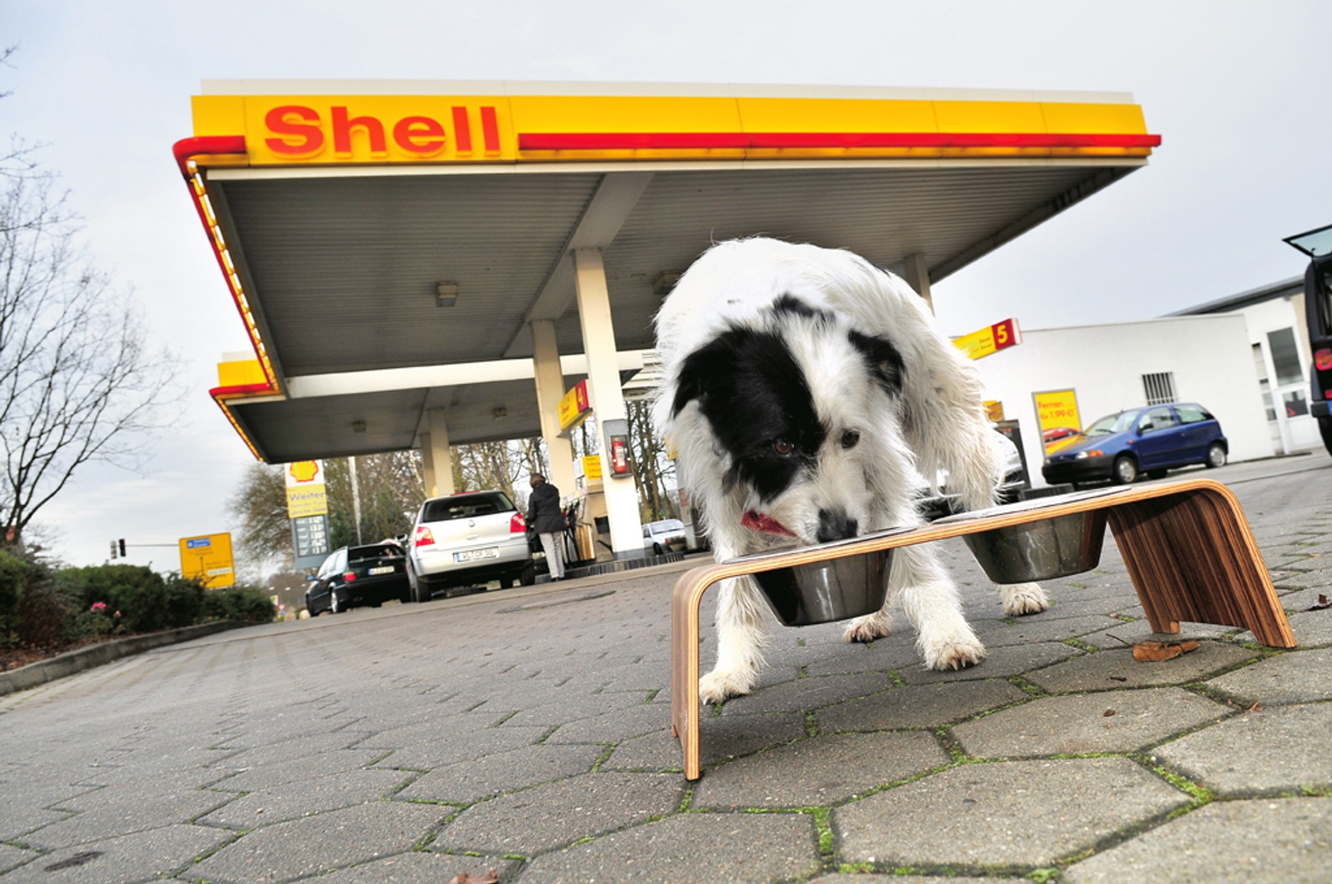 Masz psa - sprzedaj samochód. Czyli o "ekologii" słów kilka