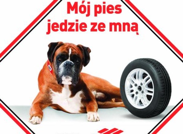 Warto zadbać o bezpieczne przewożenie psa
