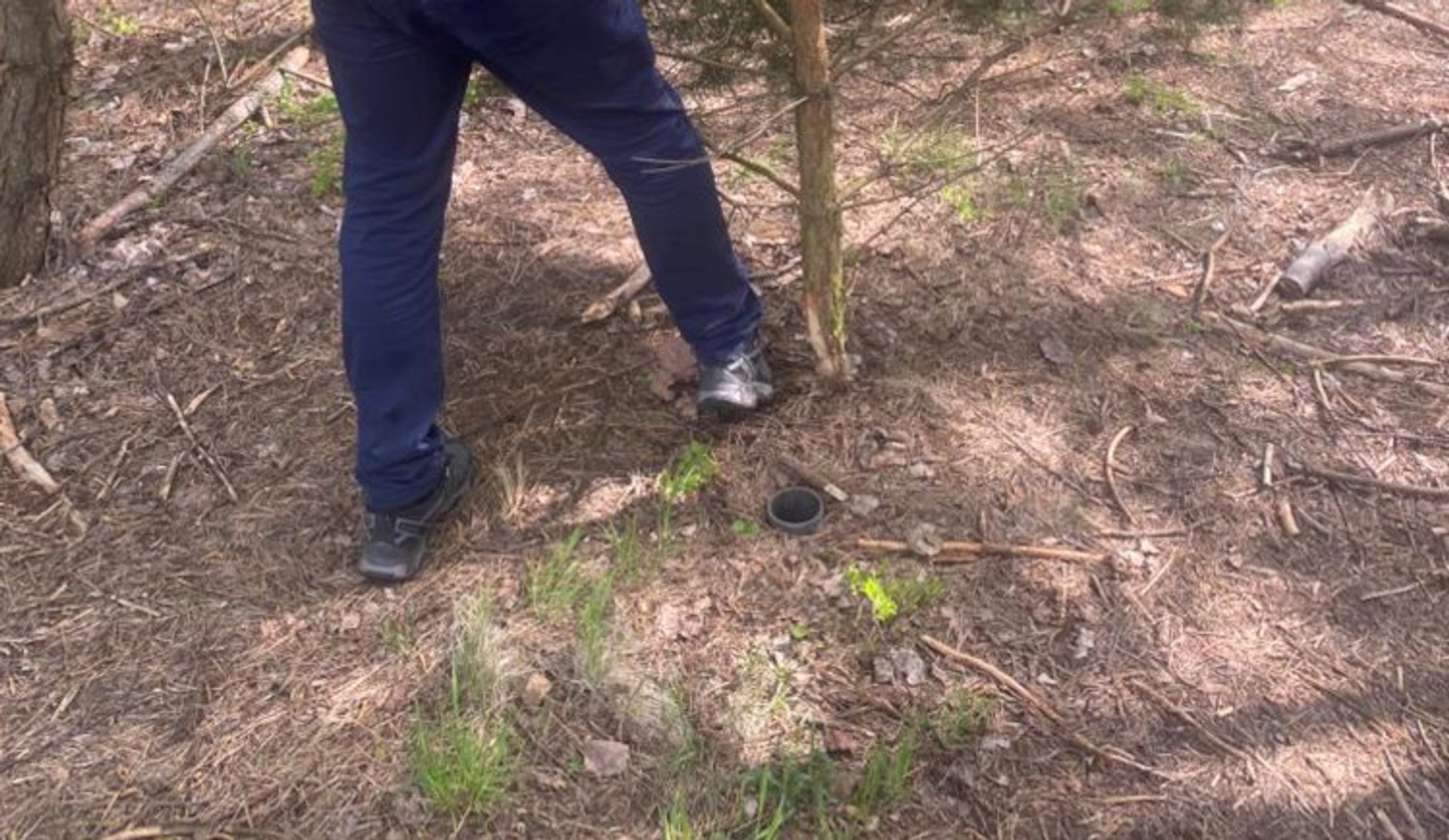 Dziupla samochodowa w środku lasu