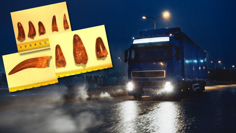 Przemyt skamieniałości