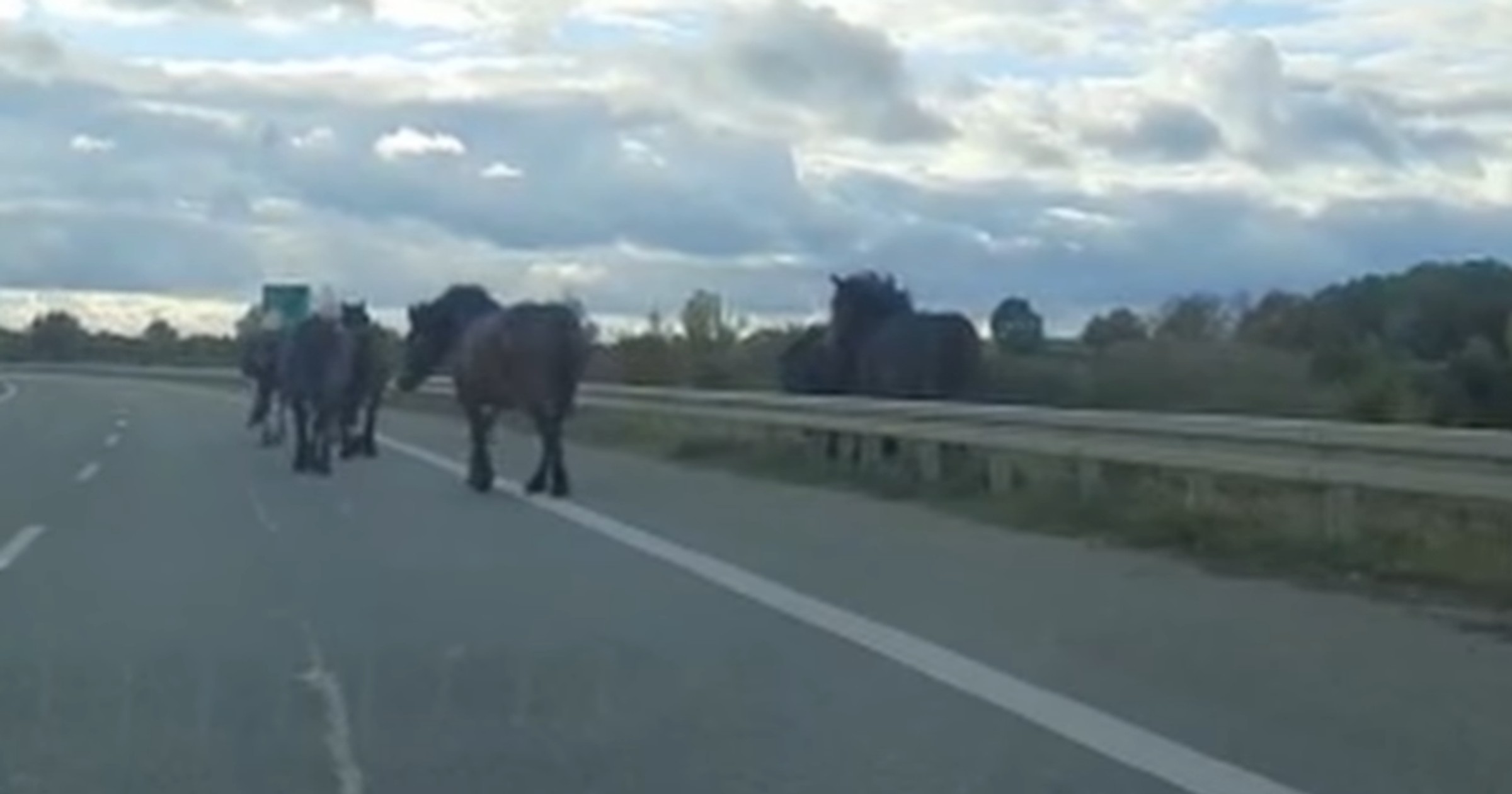 Konie spacerujące obwodnicą Ełku
