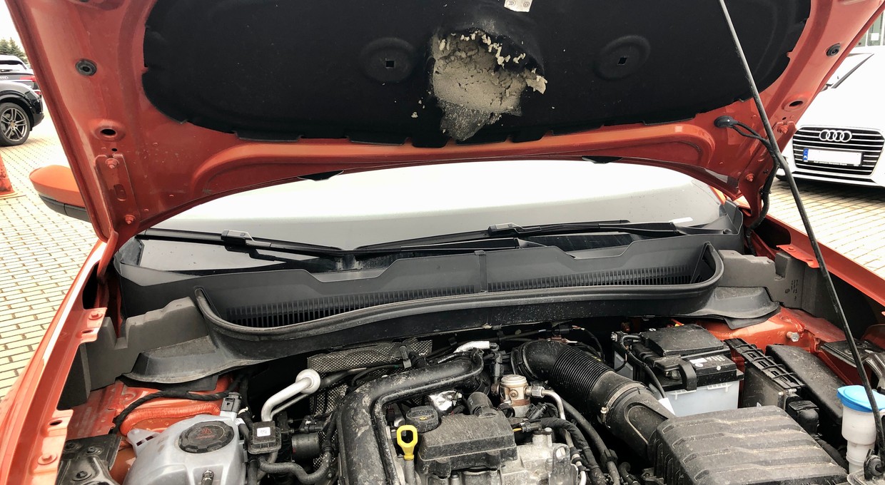 Kiedyś były problemem Niemców, dziś są i naszym. Kuny coraz częściej niszczą nasze auta