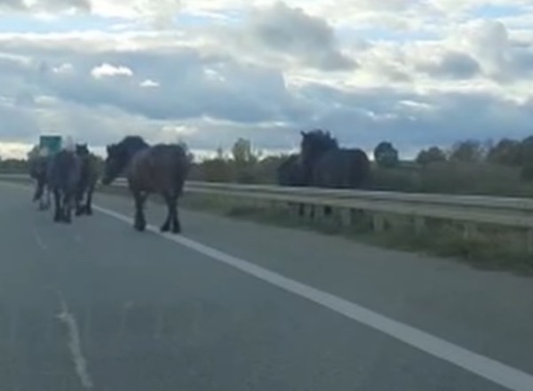 Stado koni na obwodnicy Ełku. Nietypowa interwencja policji
