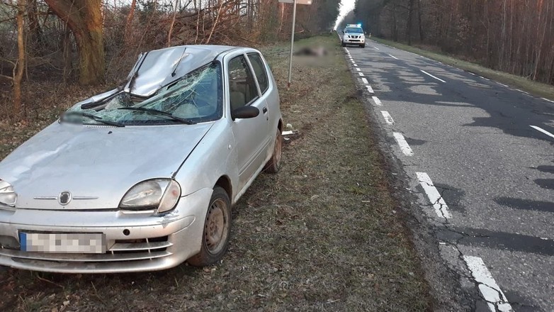 Seicento zderzyło się z łosiem