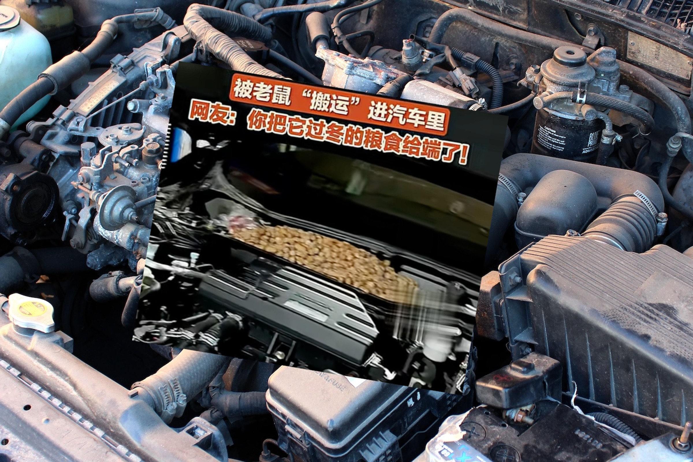 Coś grzechotało pod maską. Samochód był pełen orzechów