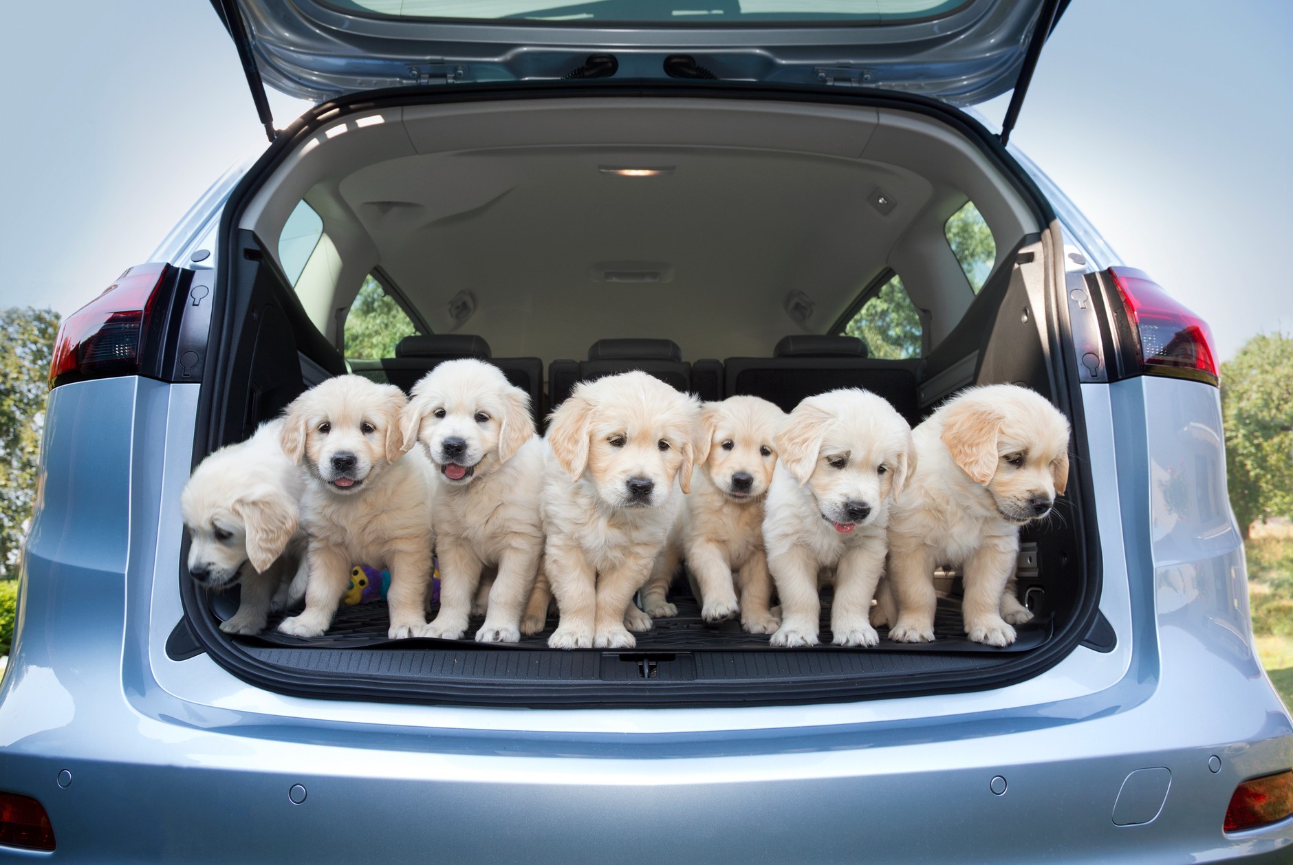 Opel Zafira oferuje dużo miejsca dla czworonogów