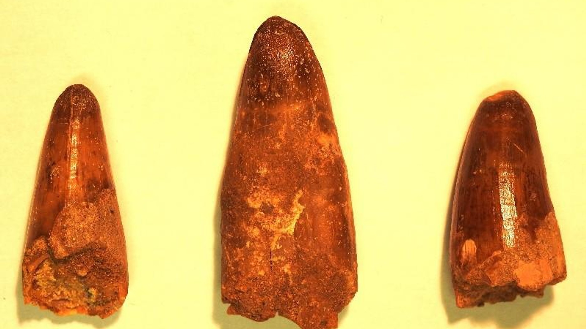 W przesyłkach były skamieniałości sprzed milionów lat