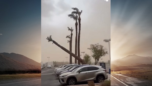 Ogromna palma przewraca się na parking pełen samochodów "Oh, no!" [WIDEO]