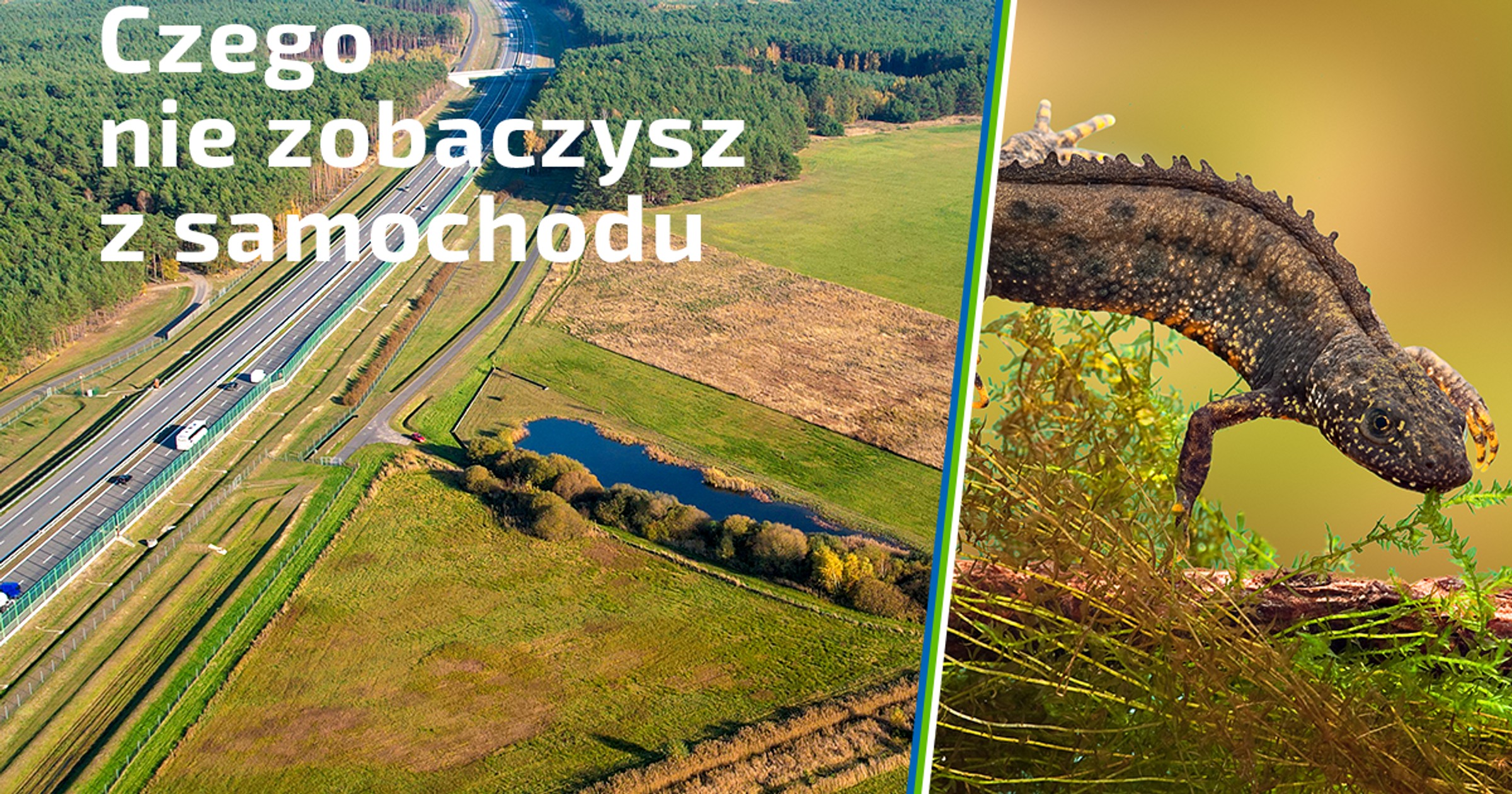 Traszki grzebieniaste chętnie korzystają z przepustów pod koncesyjnym odcinkiem autostrady A2 
