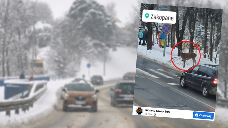 Sarenka zatrzymała się przed przejściem dla pieszych (fot. screen z facebook.com/MeteoLubuskie)