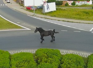 Nietypowy uczestnik ruchu drogowego. Policjanci opublikowali nagranie