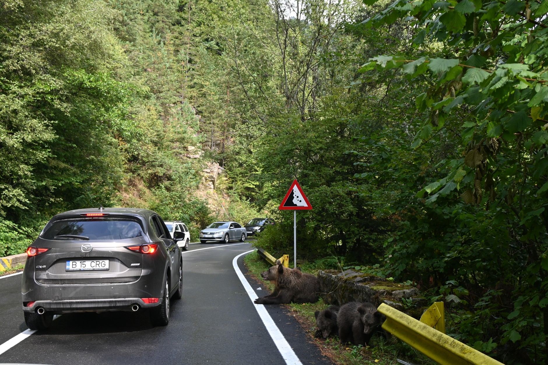 Droga Transfogaraska — w niektórych miejscach przy drodze można spotkać... niedźwiedzie