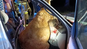 Makabryczny wypadek na Mazowszu. Potrącony jeleń wpadł do samochodu