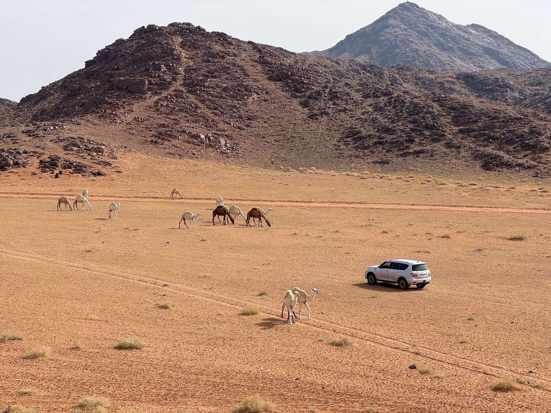 Toyota Land Cruiser 300 w Arabii Saudyjskiej