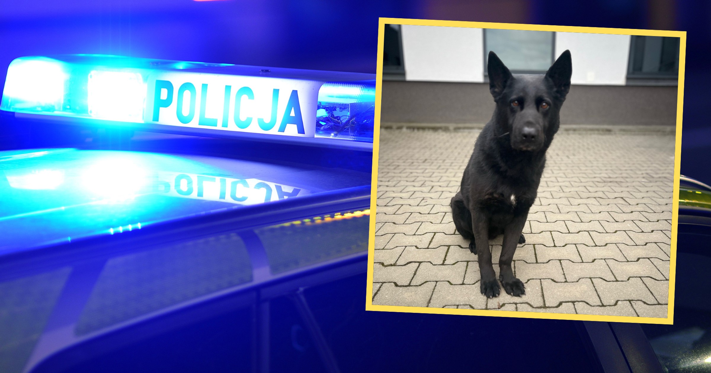 Pies Nabat pomógł policjantom dotrzeć do pijanego sprawcy kolizji w Koszalinie, który uciekł z miejsca zdarzenia (screen: Policja)
