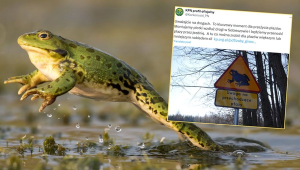 Nietypowy znak na polskich drogach. Kiedy go zobaczysz, od razu zwolnij