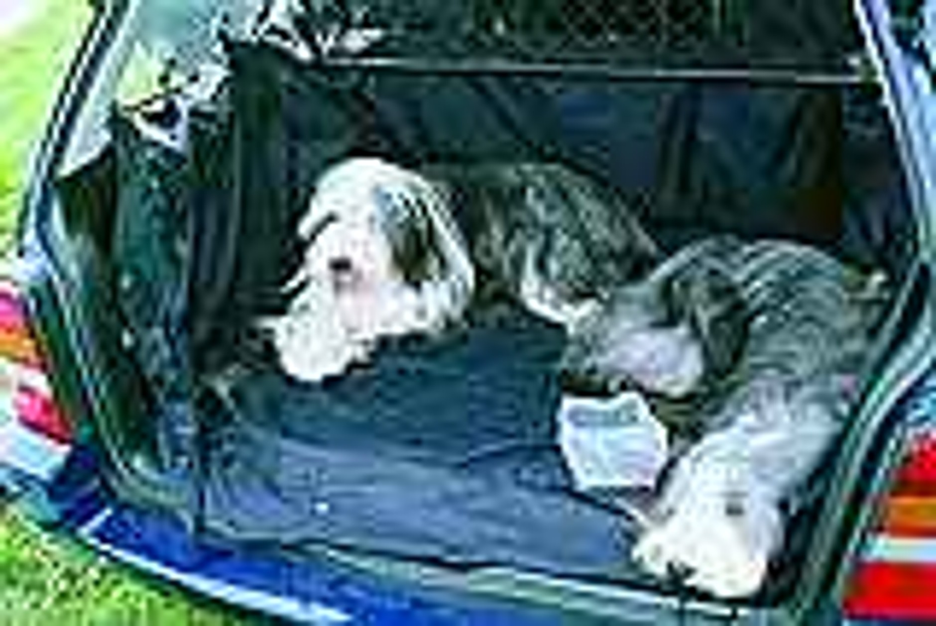 Pies też człowiek!