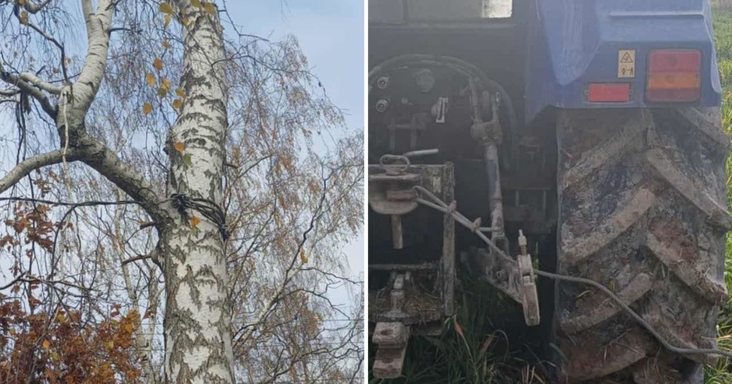 Stalowa lina użyta do wycinki drzewa