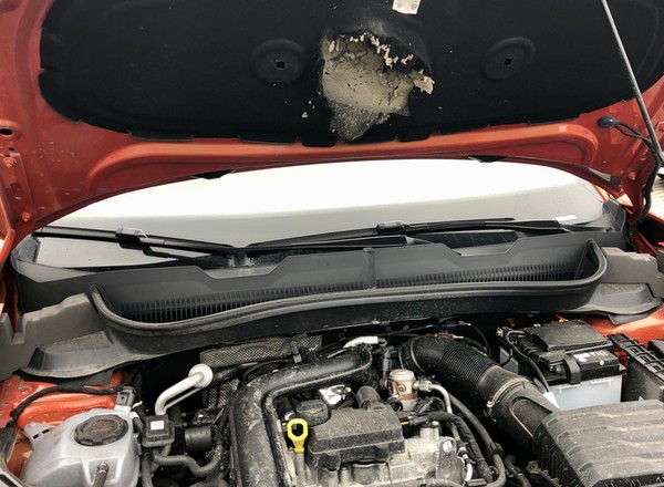 Kiedyś były problemem Niemców, dziś są i naszym. Kuny coraz częściej niszczą nasze auta