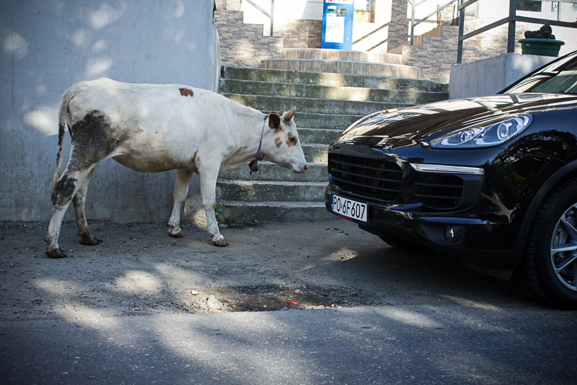 Porsche Cayenne. Luksusowy król bezdroży