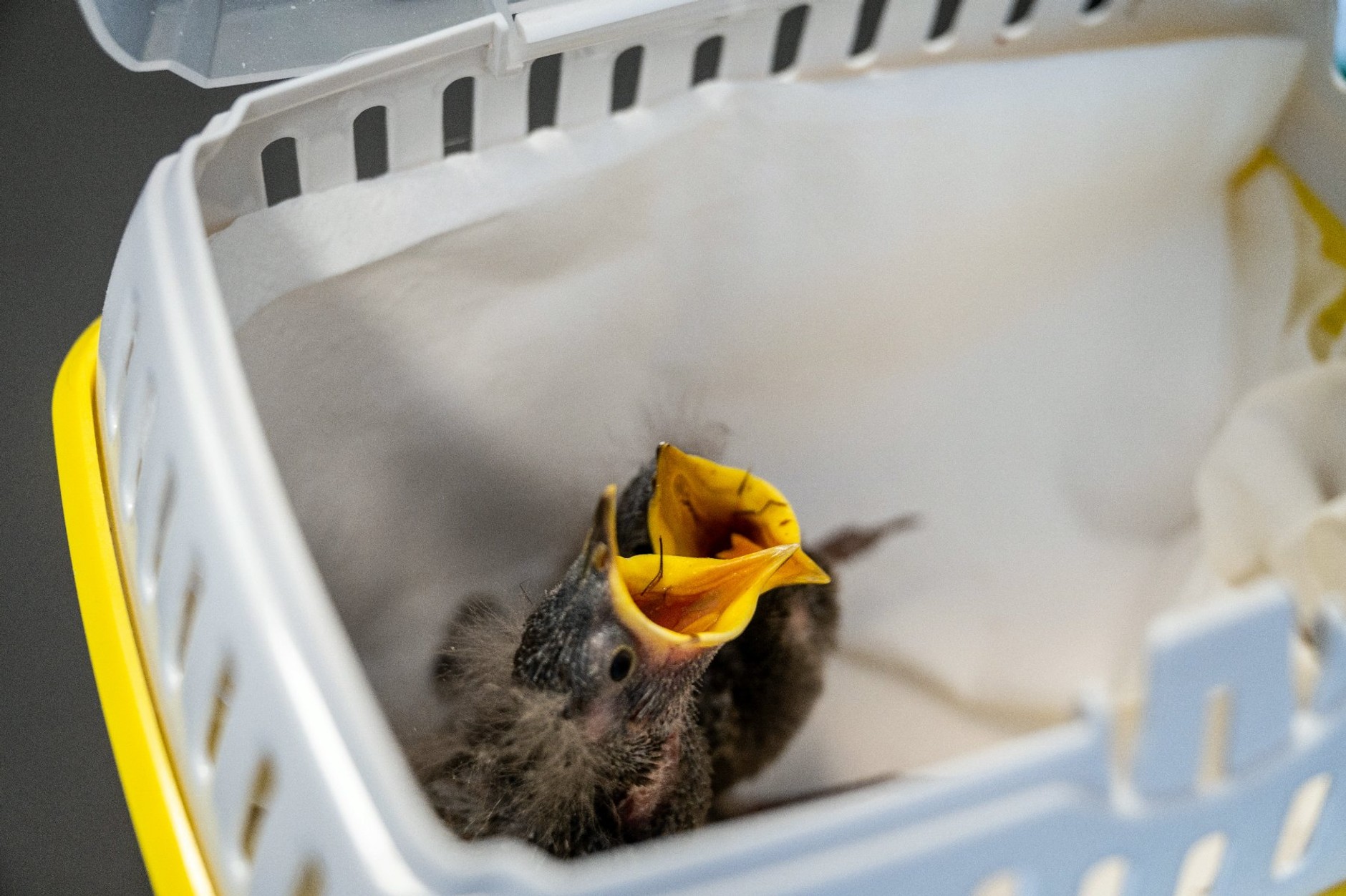 W radiowozach pojawiły się inkubatory. Posłużą specjalnym celom