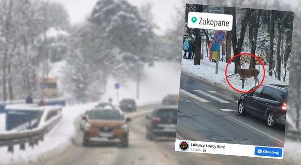 Sarna z gracją podeszła do pasów i spojrzała się na kierowcę. "Zaskakujące"